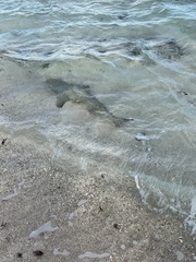 Negaprion brevirostris