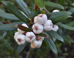 Gaultheria hispida