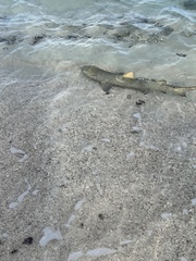 Negaprion brevirostris