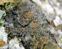 Fuscopannaria leucostictoides