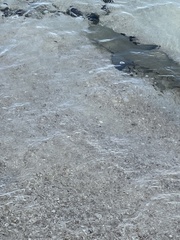 Negaprion brevirostris