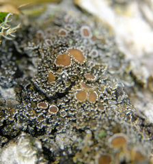 Fuscopannaria leucostictoides