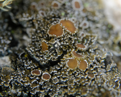 Fuscopannaria leucostictoides