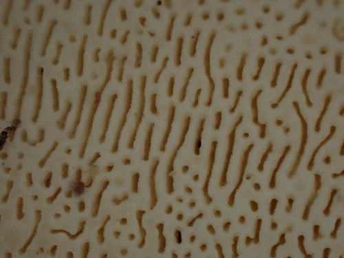 white maze polypore