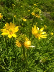 Ranunculus peduncularis