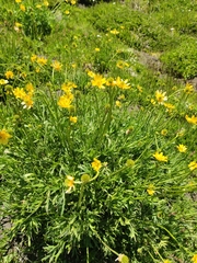 Ranunculus peduncularis