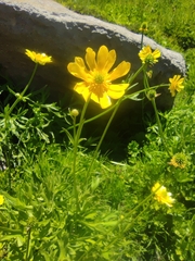 Ranunculus peduncularis