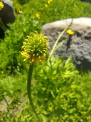 Ranunculus peduncularis
