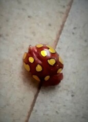 Stilodes flavosignata