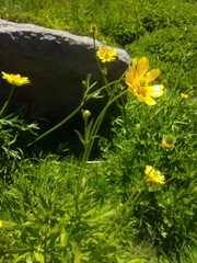 Ranunculus peduncularis