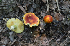 Russula aurea