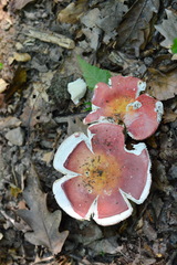 Russula lepida