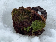 Colobanthus quitensis