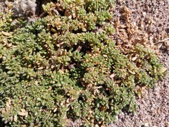 Calibrachoa parviflora