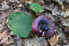 Russula atropurpurea