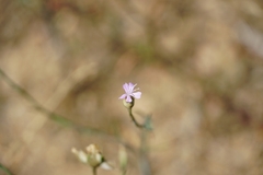 Petrorhagia prolifera
