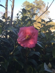 Camellia