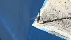 Erythrodiplax atroterminata