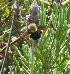 Bombus bellicosus