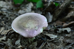 Russula ionochlora