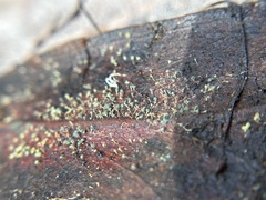 Mycosylva setosa