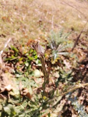 Nicotiana repanda