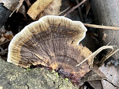 Hexagonia glabra