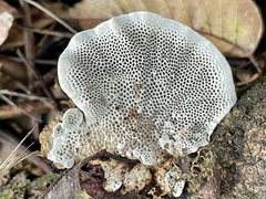 Hexagonia glabra