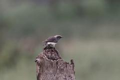 Oenanthe lugubris schalowi