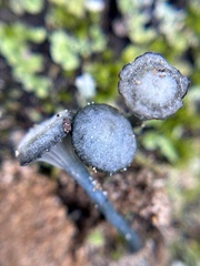 Arrhenia chlorocyanea