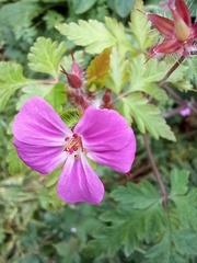 Geranium yeoi
