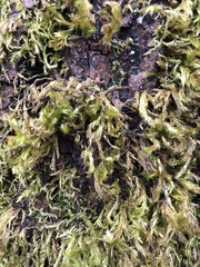 Homalothecium fulgescens