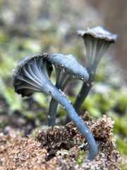 Arrhenia chlorocyanea