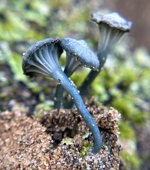 Arrhenia chlorocyanea