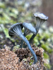 Arrhenia chlorocyanea