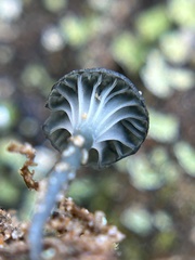 Arrhenia chlorocyanea