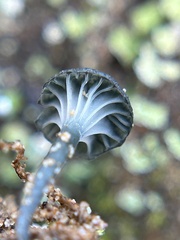 Arrhenia chlorocyanea