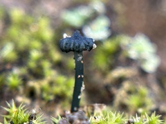 Arrhenia chlorocyanea