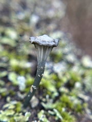 Arrhenia chlorocyanea