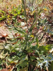 Nicotiana repanda