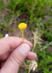 Nidorella podocephala