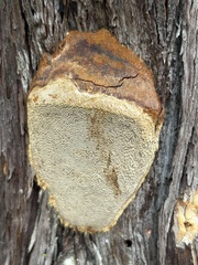 Phellinus arctostaphyli