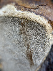 Phellinus arctostaphyli