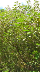 Solanum granulosoleprosum