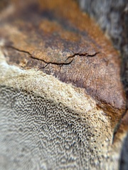 Phellinus arctostaphyli