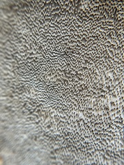 Phellinus arctostaphyli