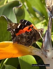 Vanessa vulcania