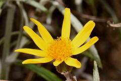 Senecio stoechadiformis