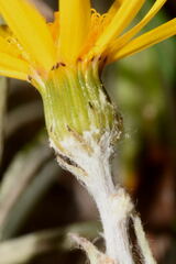 Senecio stoechadiformis