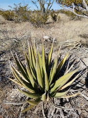 Agave lechuguilla